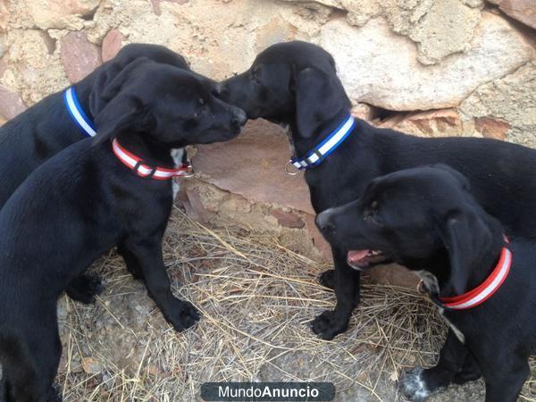 Se da en adopción 4 cachorritos de labrador