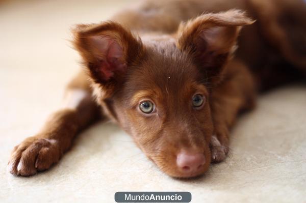 Precioso cachorro para adopción!