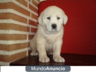 CACHORROS DE MASTIN - mejor precio | unprecio.es