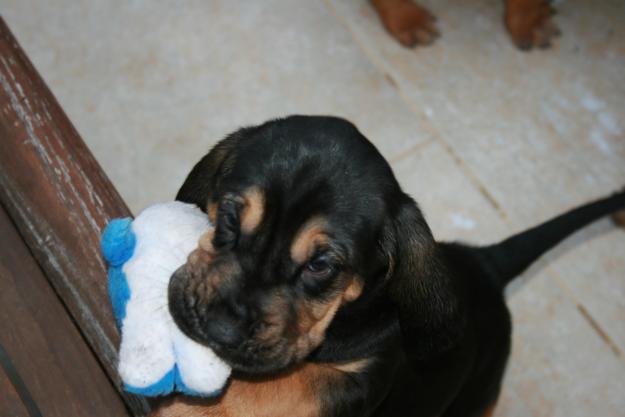 Camada de BloodhoundCamada nacida hace 6 semanas. Hay 5 machos y una hembra negros y 1 mac