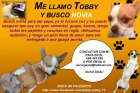 Chihuahua busca novia, gran semental - mejor precio | unprecio.es