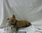 Chihuahuas preciosos Toys - mejor precio | unprecio.es