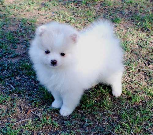 Hermoso Cachorro de Pomeranian