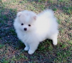 Hermoso Cachorro de Pomeranian - mejor precio | unprecio.es