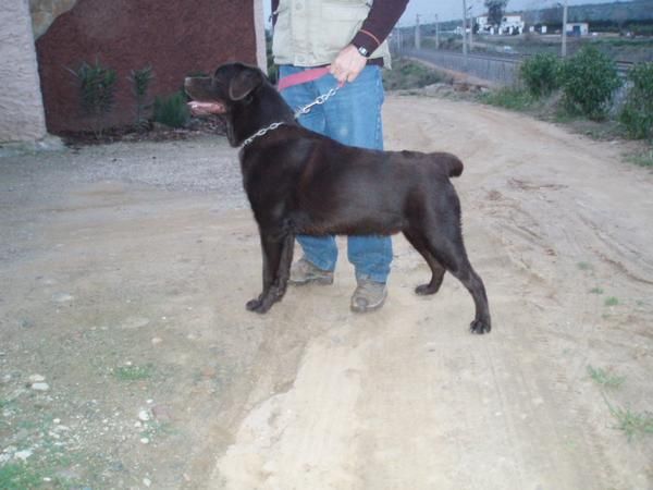 labrador chocolate para montas