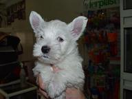 west higland white terrier...