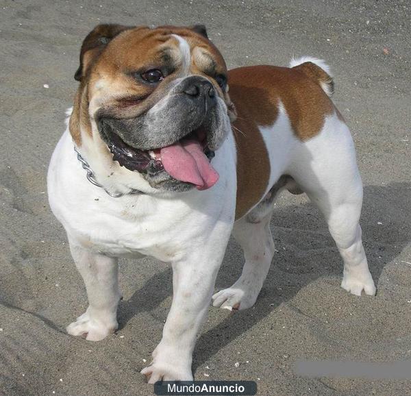 CAMADA CACHORROS BULLDOG INGLÉS