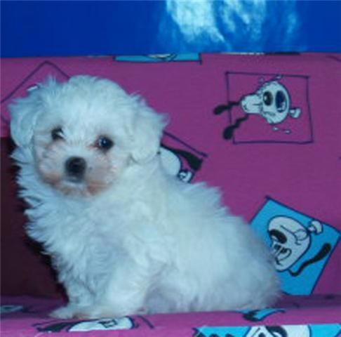 Bichon maltes, adorables y baratos