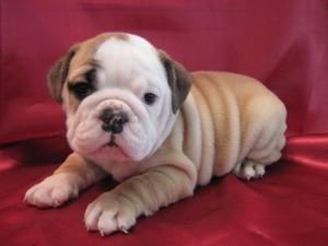 Bulldog Ingles cachorro