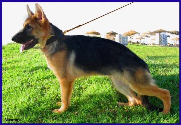 Cachorra Ceppa. Pastor Alemán.