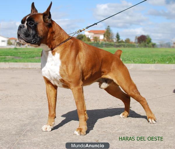 Cachorro boxer hijos de Ch. Koto de Guezman