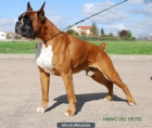 Cachorro boxer hijos de Ch. Koto de Guezman - mejor precio | unprecio.es