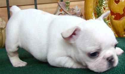 cachorros bulldog lindo y adorable para la venta  150