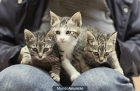 CAMADA DE 3 TIGRETONES GATITOS BEBES ( 2 hembras / 1 macho ).1mes/medio. - mejor precio | unprecio.es