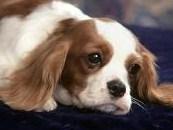 FANTASTICOS CACHORROS DE CAVALIER KING CHARLES CRIADERO EN GIRONA