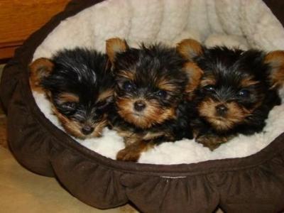 Hermosos cachorros Yorkie hombres y mujeres taza de té para su aprobación.