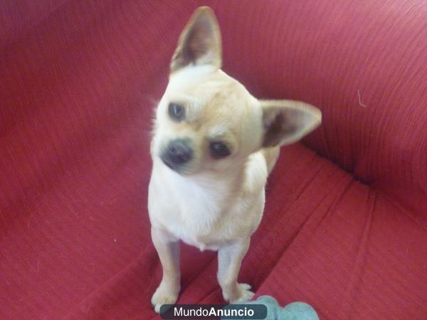 MACHITO CHIHUAHUA PARA MONTAS