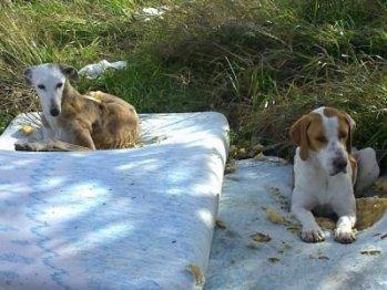 POINTER ABANDONADO... NECESITA UN HOGAR URGENTEMENTE¡¡