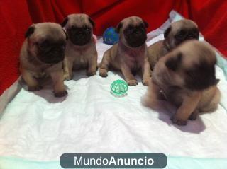 Preciosos Cachoros de Carlino