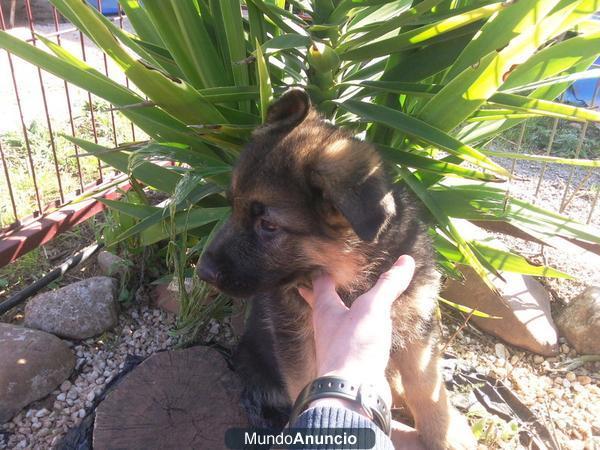 Preciosos Cachorros de Pastor Aleman