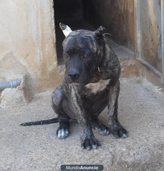 Presa Canario Cachorro.