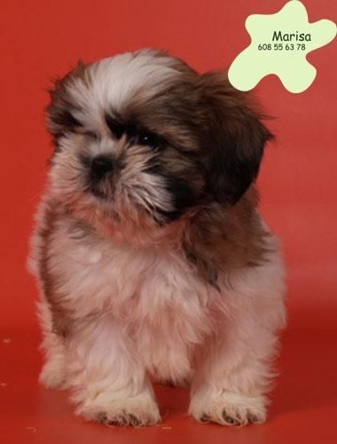 Shih_tzu, el mejor precio