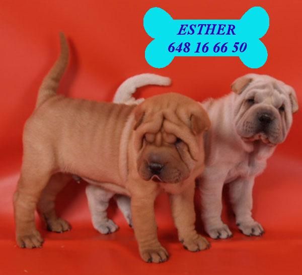 Tu Shar-pei, magníficos cachorros