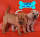 Tu Shar-pei, magníficos cachorros - mejor precio | unprecio.es