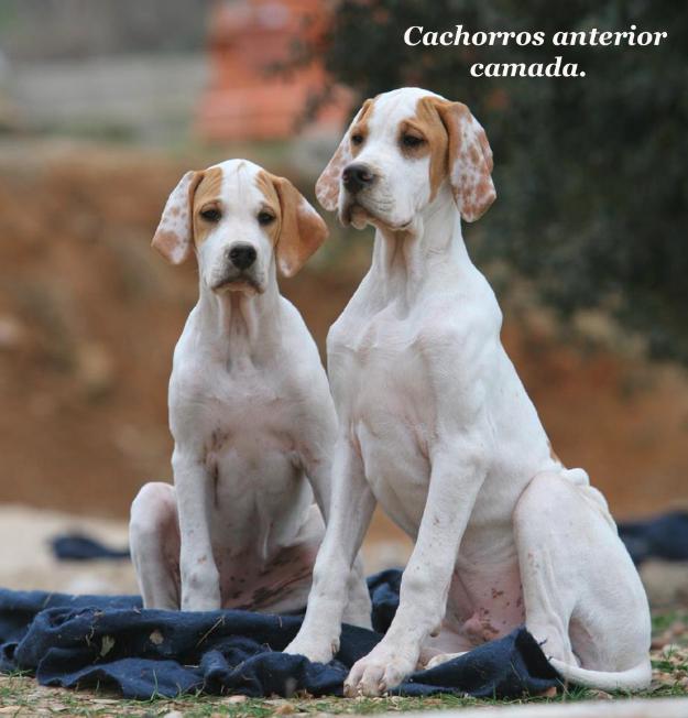 Pointer cachorros líneas inglesas