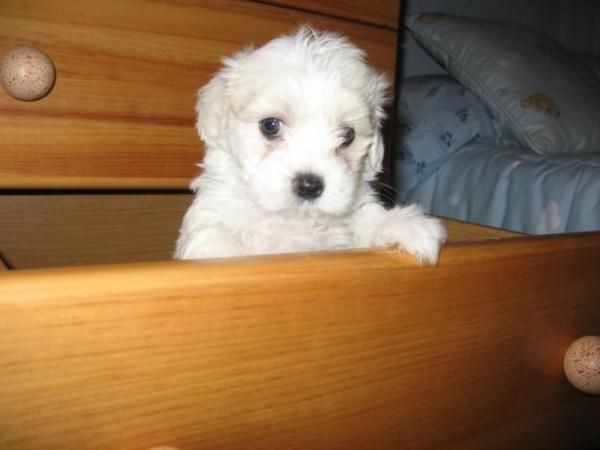 BICHON MALTES 350 EUROS CON MICROCHIP Y DOS VACUNAS