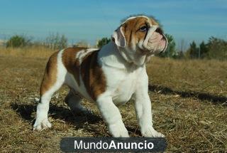 BULLDOG INGLESES CAMADA DE NUEVA GENERACION CON PEDIGRE