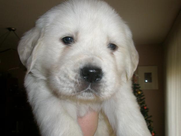 CACHORRITOS GOLDEN RETRIVER