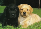 cachorros de labrador retreiver pura raza cachorros nacionales padres a la vista - mejor precio | unprecio.es