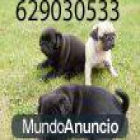 Carlinos muy guapos juguetones con pedigree y garantía 300€ - mejor precio | unprecio.es