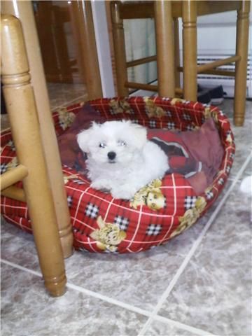 quien quiere comprar un bichon maltes