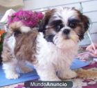 Shih Tzu juguetón cachorro en adopción - mejor precio | unprecio.es
