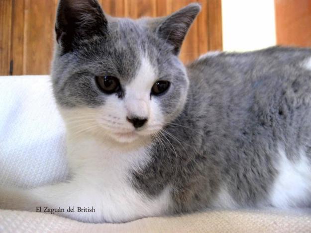 British Shorthair y Longhair