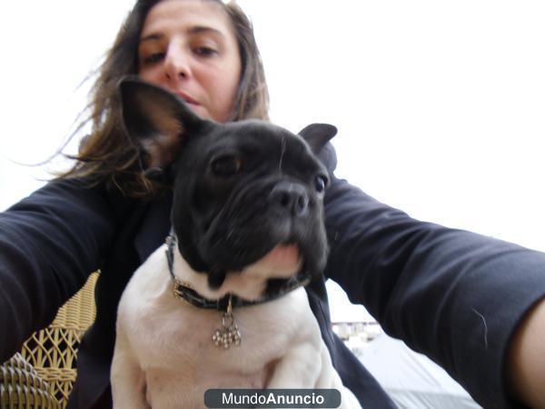 bulldog frances busca novia