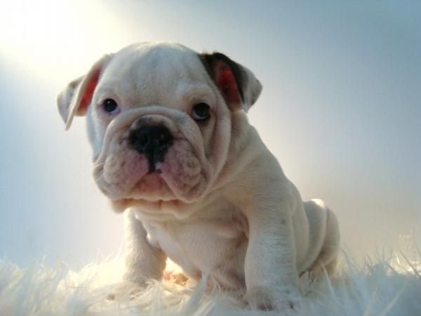 BULLDOG INGLES , DOS MACHITOS CON GARANTIAS Y PEDIGREE , BUENA CALIDAD POR 950 EUROS !!!