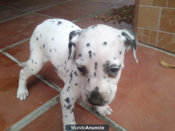 CACHORRITAS DE DALMATA ECONOMICAS