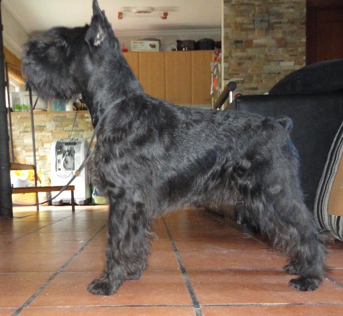 cachorro schnauzer mini negro