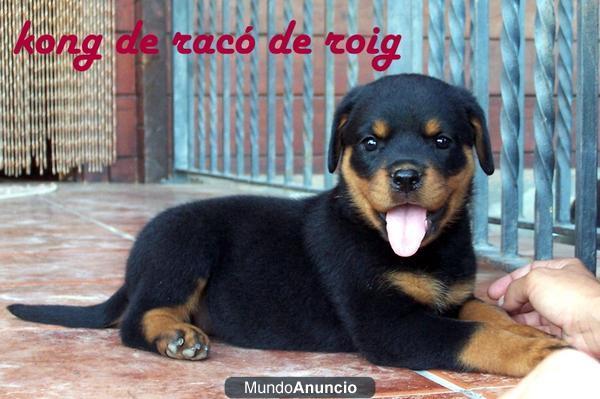 CAMADA DE ROTTWEILERS