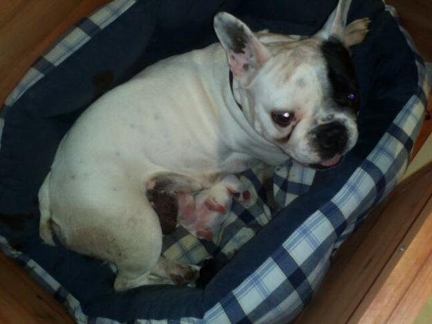 compro cachorro hembra vaquita de bulldog frances