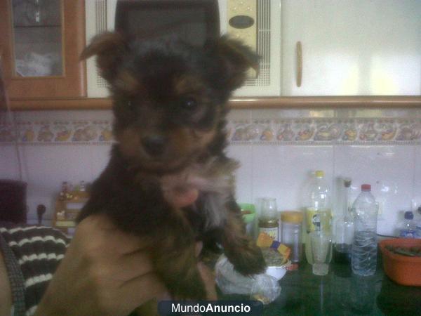 MACHO DE YORKSHIRE TERRIER