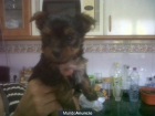 MACHO DE YORKSHIRE TERRIER - mejor precio | unprecio.es