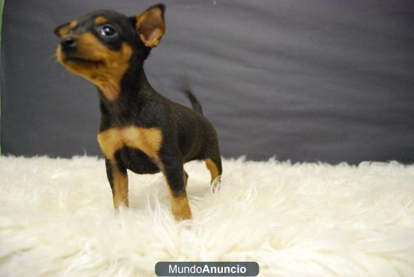 Pinscher mini, muy bonitos!! con Pedigree