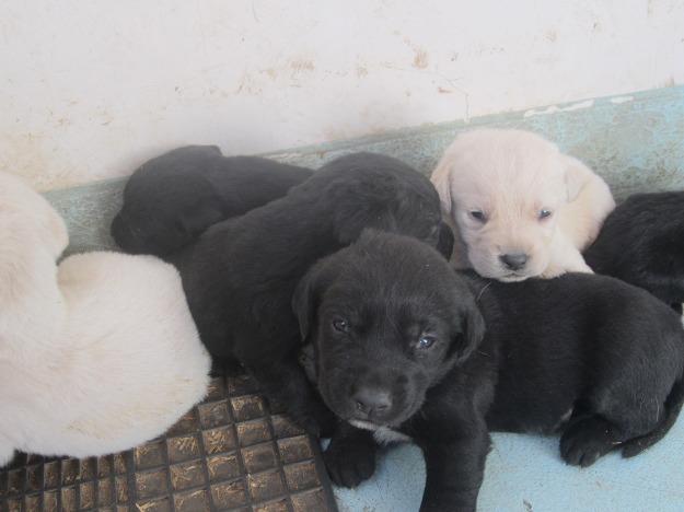 Se venden camadas de labradores retrievers