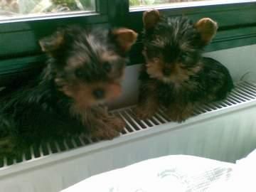 son super lindos cachorros para su aprobación. yorkshire terrier