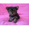 Teacup Yorkie para un buen hogar