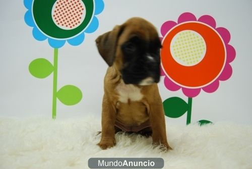 Boxer ( Dorados y Atigrados ) www.animalflower.es